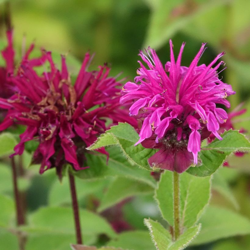 Monarda Bee-True - Indianernessel (Blüte)