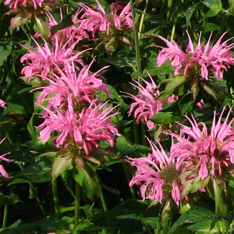 Monarda didyma Croftway Pink - Goldmelisse (Flowering)