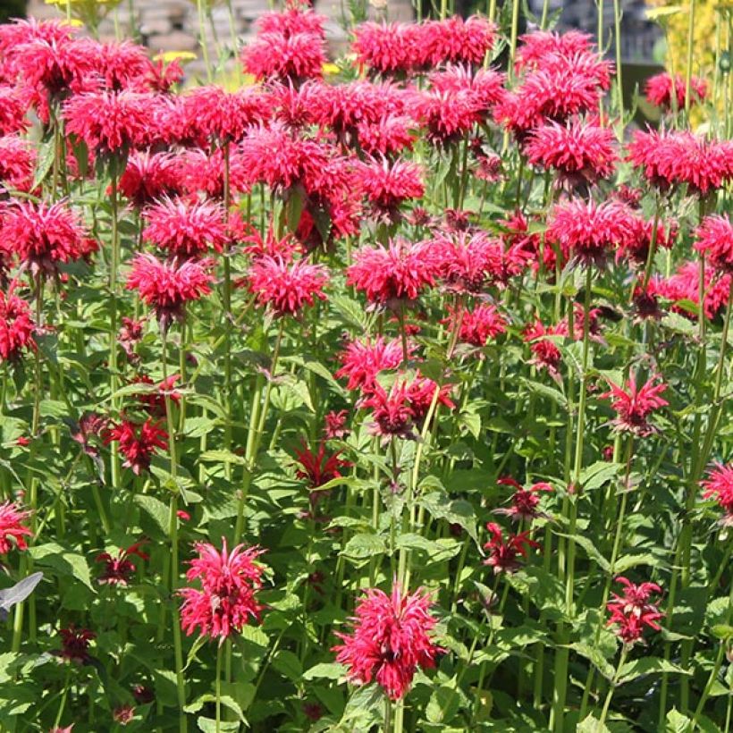 Monarda Gardenview Scarlet - Indianernessel (Flowering)