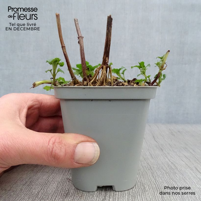 Exemplar von Monarda Gardenview Scarlet - Indianernessel Kleine Töpfe von 8/9 cm wie im Winter geliefert