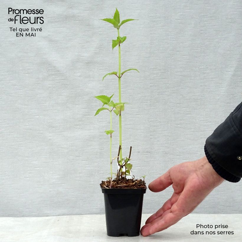 Exemplar von Monarda Gardenview Scarlet - Indianernessel Kleine Töpfe von 8/9 cm wie im Frühjahr geliefert