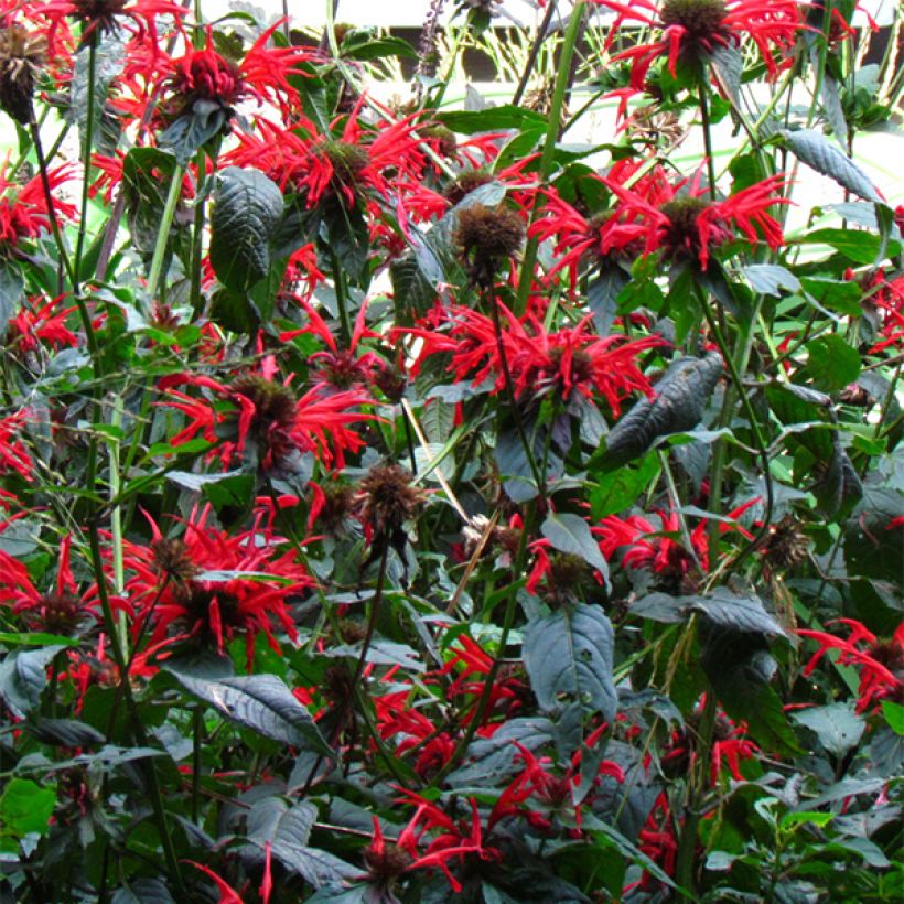 Monarda Jacob Cline - Indianernessel (Flowering)
