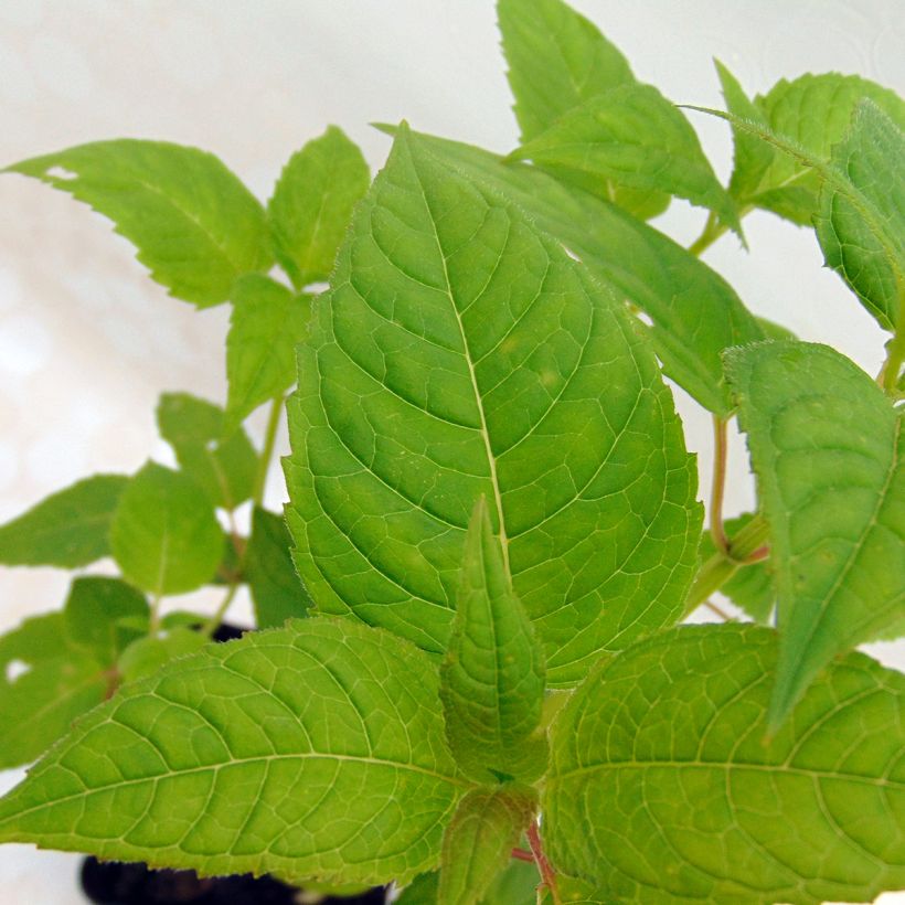 Monarda Jacob Cline - Indianernessel (Foliage)