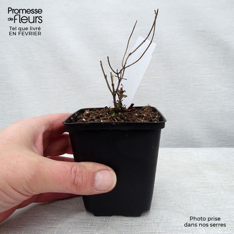 Exemplar von Monarda fistulosa Tetraploid - Indianernessel Kleine Töpfe von 8/9 cm wie im Winter geliefert