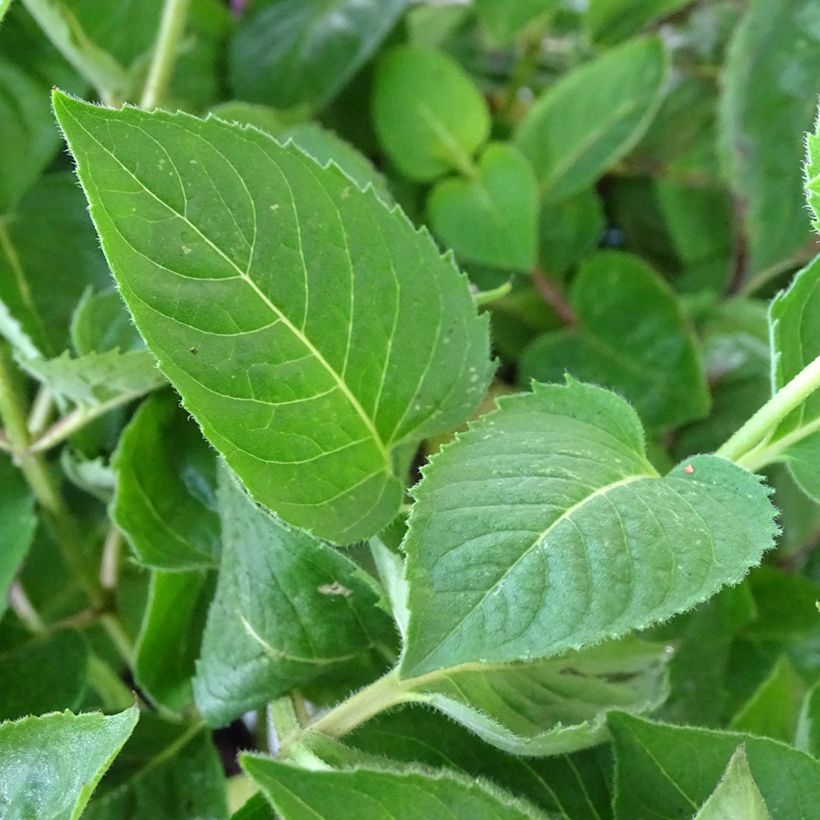 Monarda fistulosa Tetraploid - Indianernessel (Foliage)