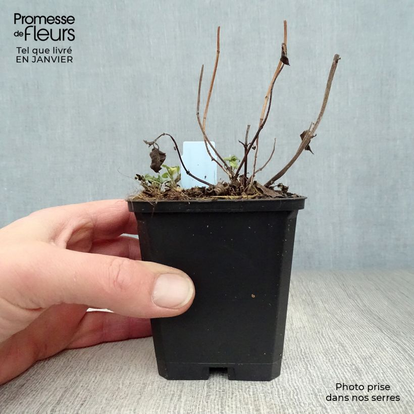 Exemplar von Monarda Beauty of Cobham - Indianernessel Kleine Töpfe von 8/9 cm wie im Winter geliefert