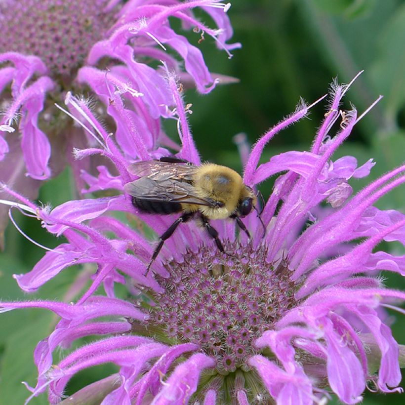 Monarda Blaustrumpf - Indianernessel (Flowering)