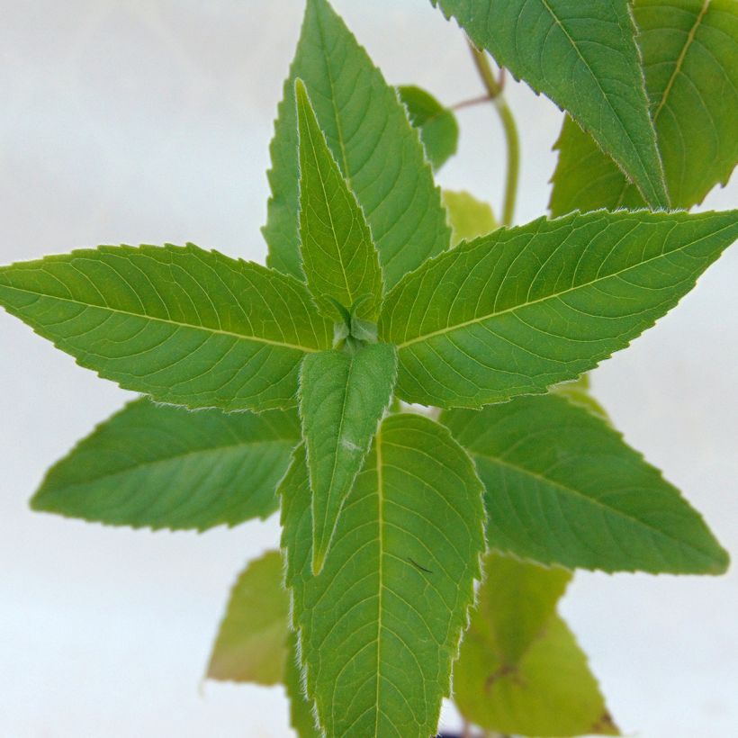 Monarda Blaustrumpf - Indianernessel (Foliage)