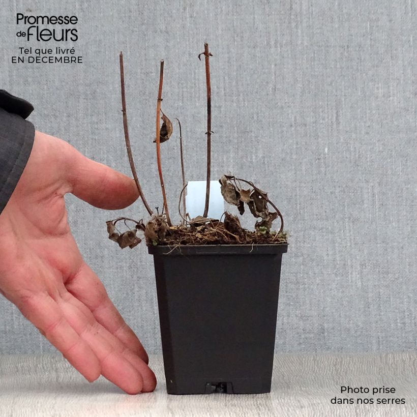 Exemplar von Monarda Blaustrumpf - Indianernessel Kleine Töpfe von 8/9 cm wie im Winter geliefert