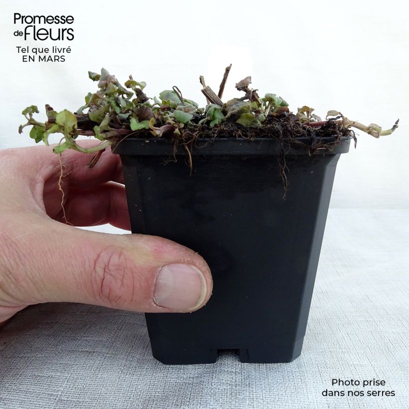 Exemplar von Monarda Cambridge Scarlet - Indianernessel Kleine Töpfe von 8/9 cm wie im Frühjahr geliefert