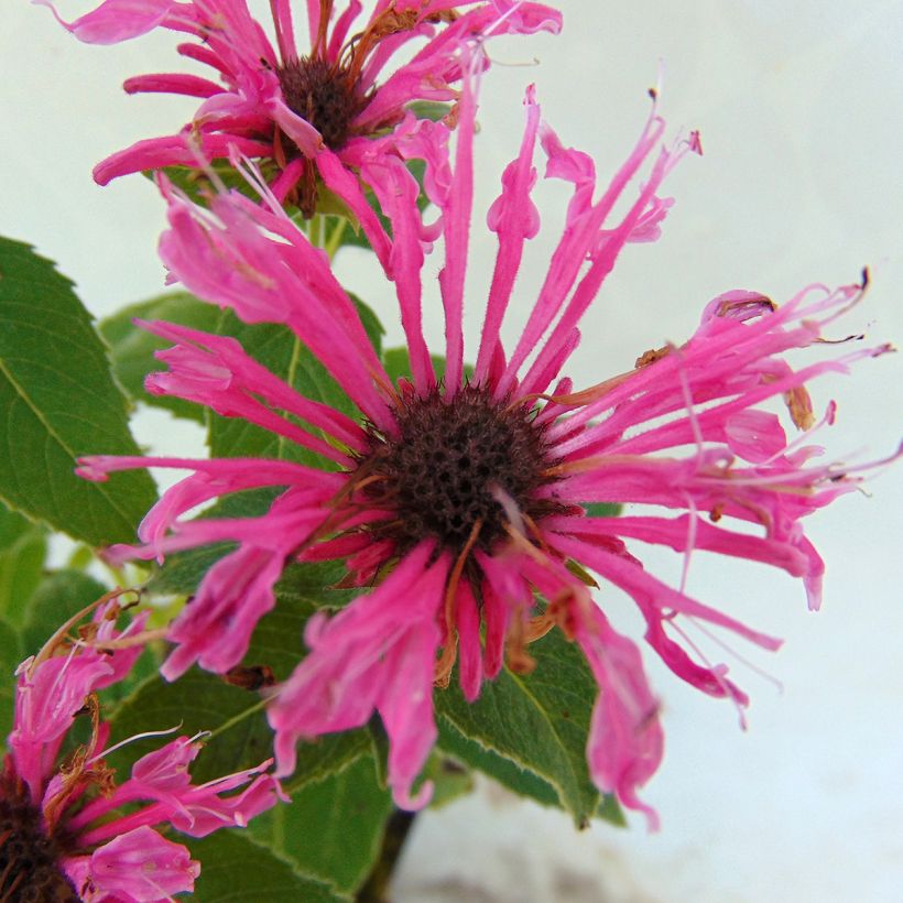 Monarda didyma Cranberry Lace - Goldmelisse (Flowering)
