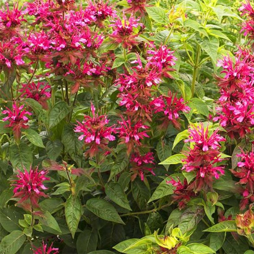 Monarda didyma Dancing Bird - Goldmelisse (Flowering)