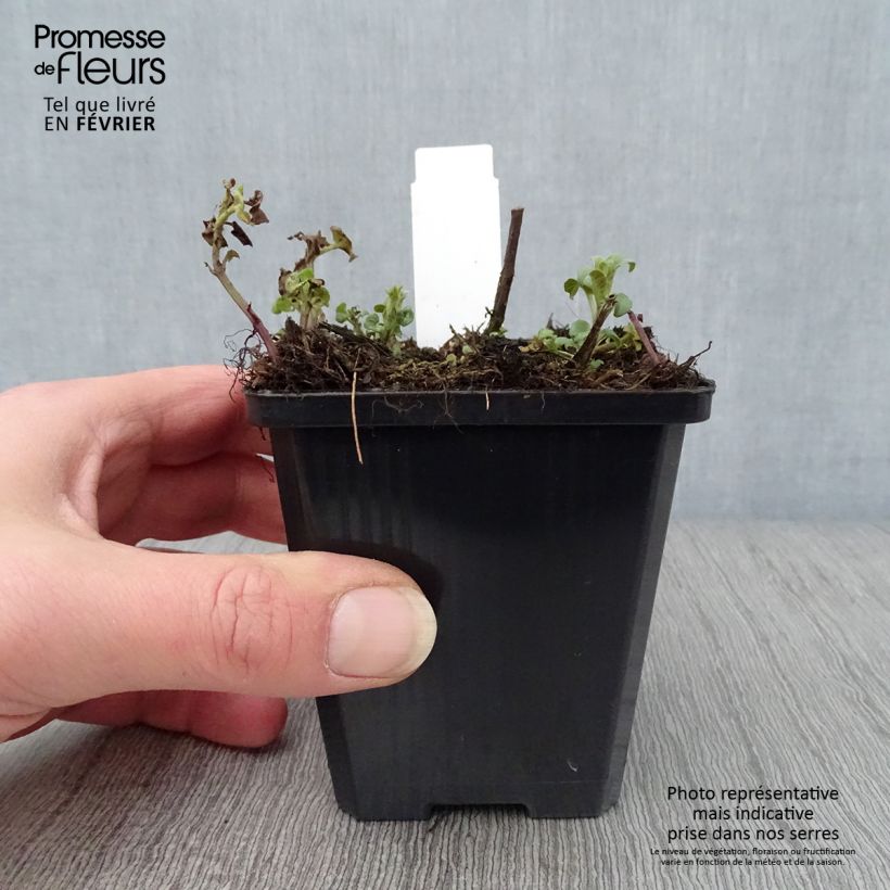 Exemplar von Monarda didyma Dancing Bird - Goldmelisse Kleine Töpfe von 8/9 cm wie im Winter geliefert