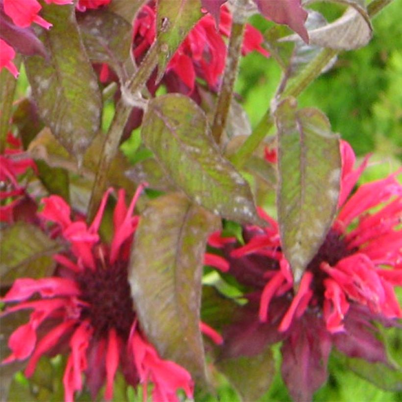 Monarda x fistulosa Feuerschopf - Indianernessel (Foliage)