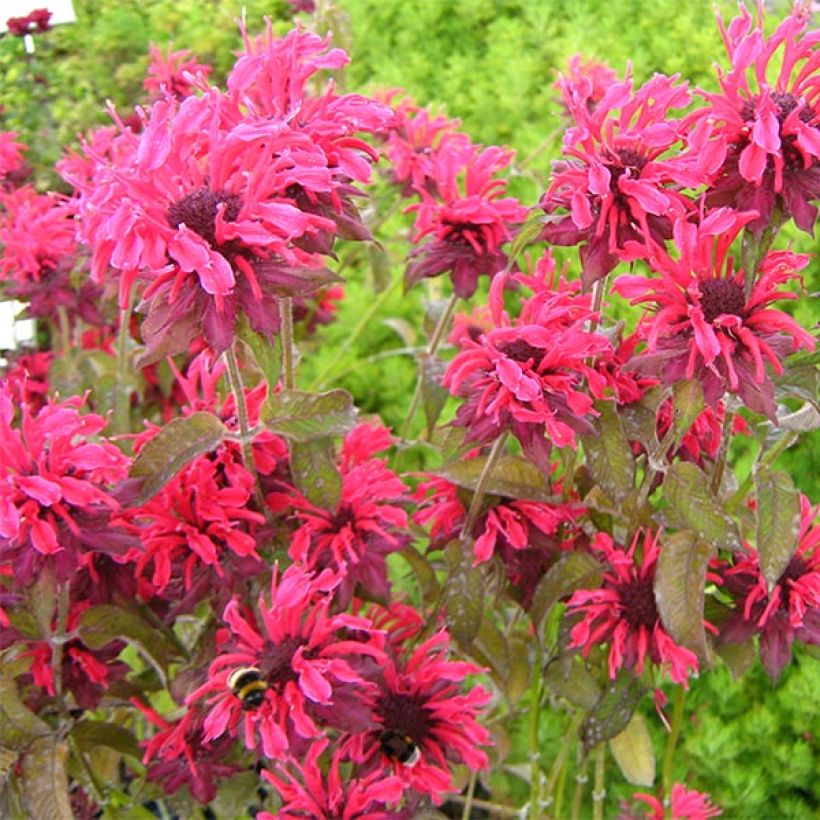 Monarda x fistulosa Feuerschopf - Indianernessel (Flowering)