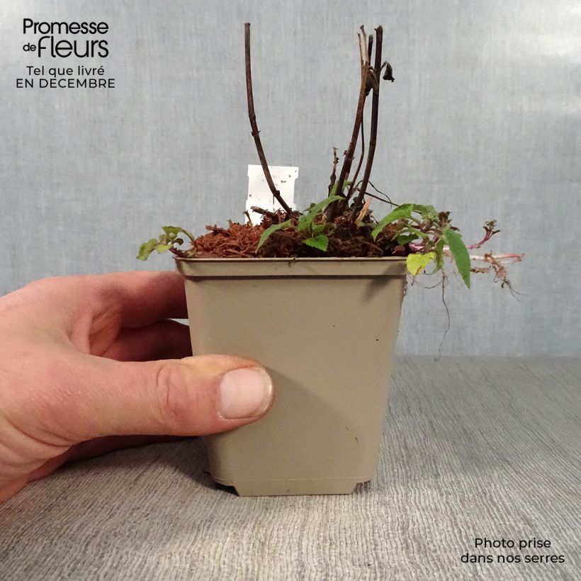 Exemplar von Monarda x fistulosa Feuerschopf - Indianernessel Kleine Töpfe von 8/9 cm wie im Winter geliefert