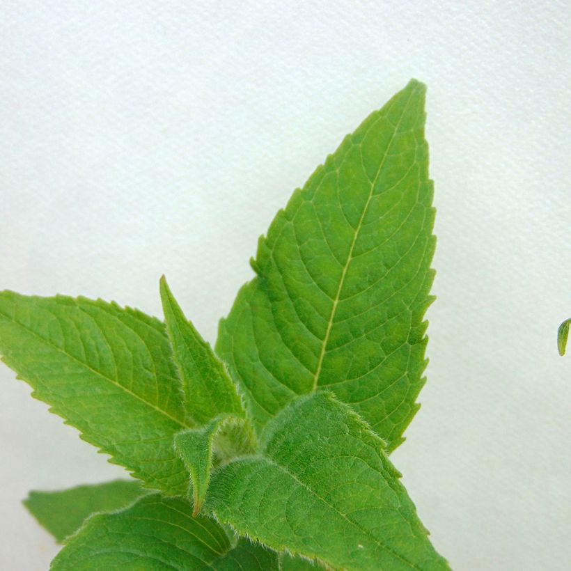Monarda Gewitterwolke - Indianernessel (Foliage)