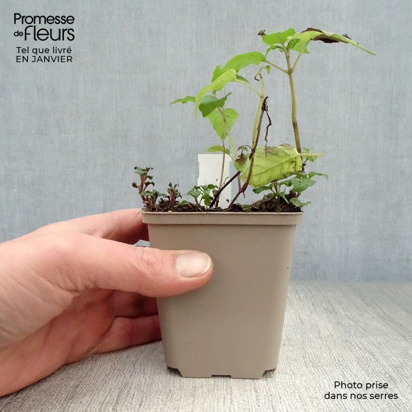 Exemplar von Monarda Gewitterwolke - Indianernessel Kleine Töpfe von 8/9 cm wie im Winter geliefert