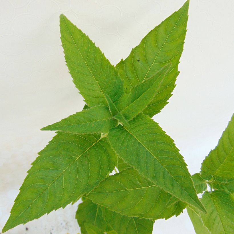 Monarda Heidelerche - Indianernessel (Foliage)