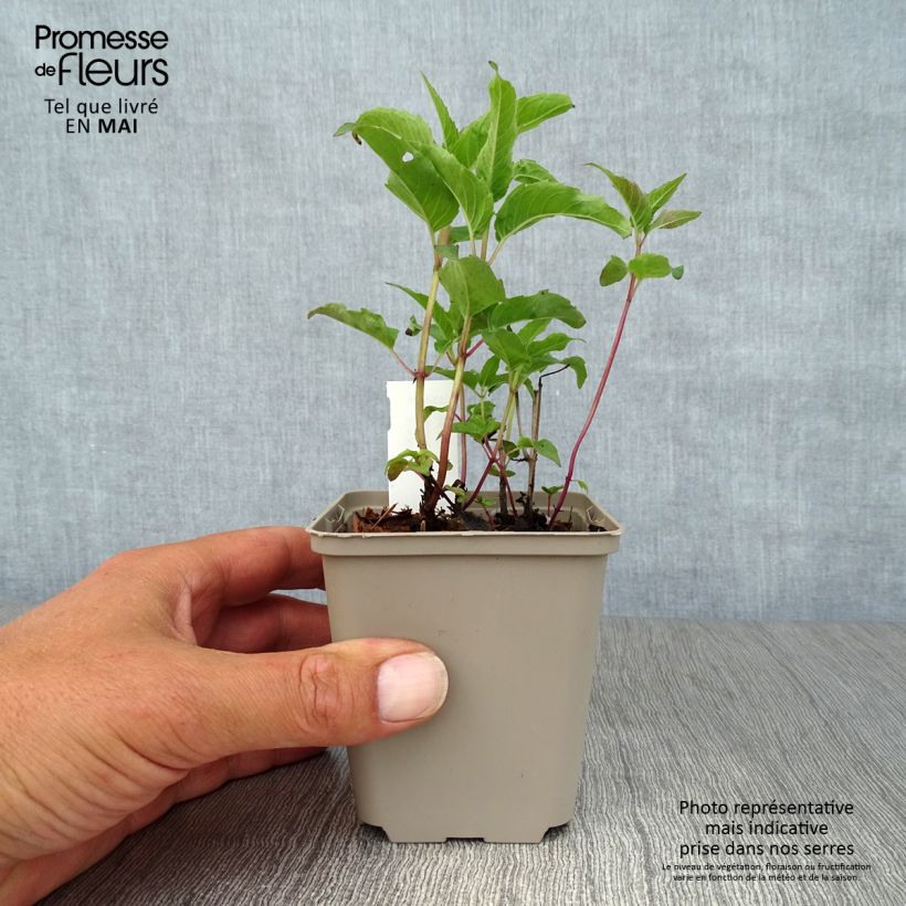 Exemplar von Monarda Heidelerche - Indianernessel Kleine Töpfe von 8/9 cm wie im Frühjahr geliefert