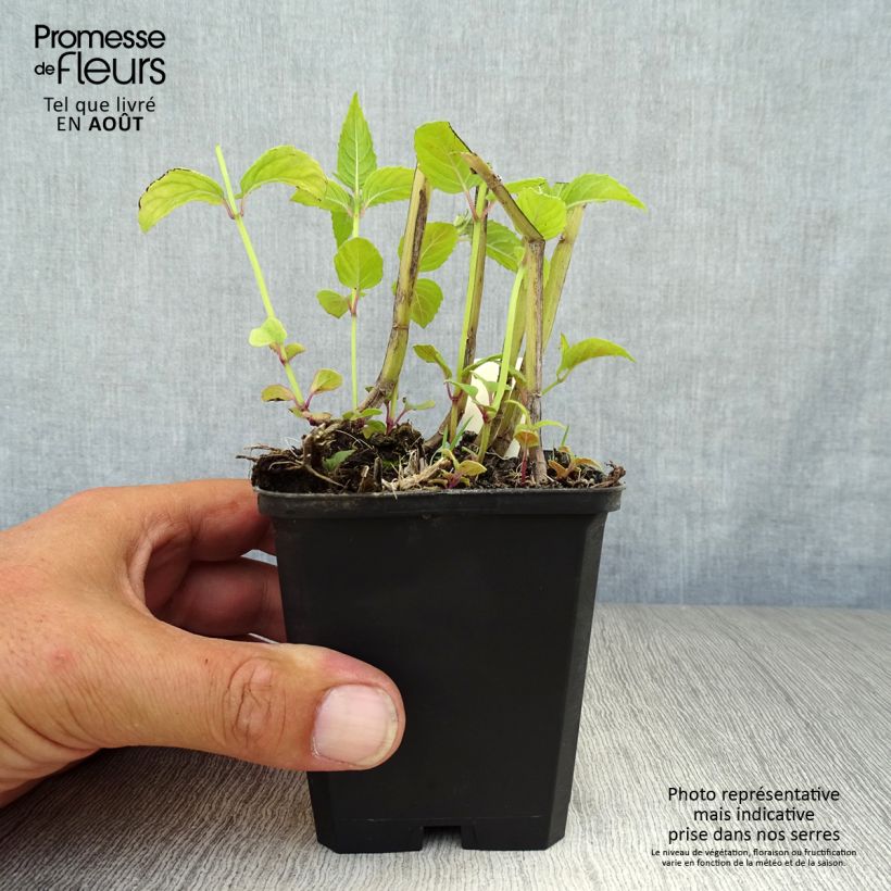 Exemplar von Monarda Jacob Cline - Indianernessel Kleine Töpfe von 8/9 cm wie im Sommer geliefert