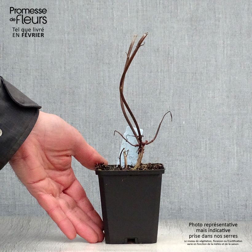 Exemplar von Monarda Jacob Cline - Indianernessel Kleine Töpfe von 8/9 cm wie im Winter geliefert