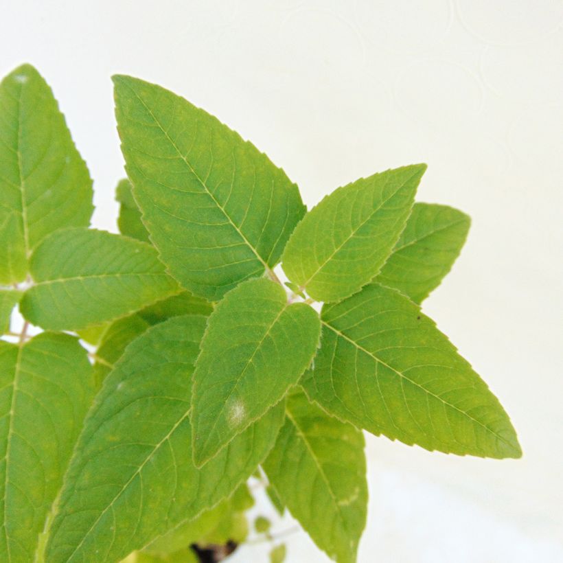 Monarda Mohawk - Indianernessel (Foliage)