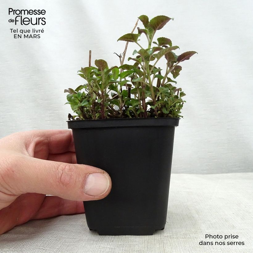 Exemplar von Monarda Mohawk - Indianernessel Kleine Töpfe von 8/9 cm wie im Frühjahr geliefert