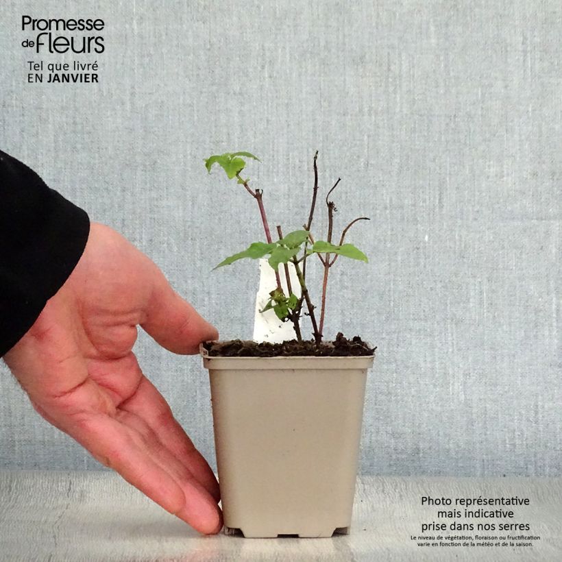 Exemplar von Monarda Mohawk - Indianernessel Kleine Töpfe von 8/9 cm wie im Winter geliefert