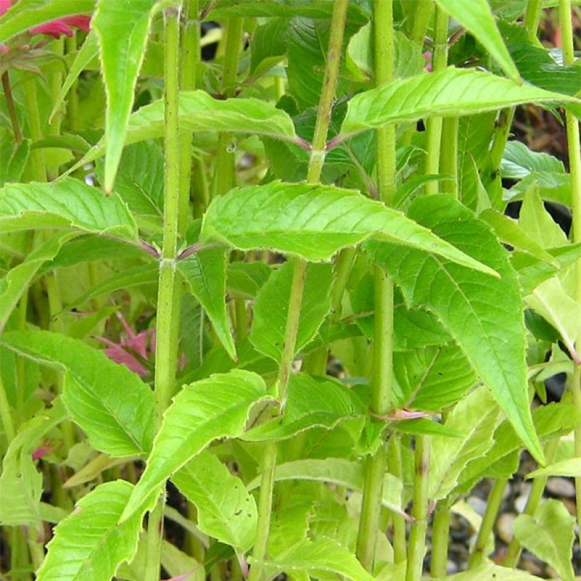 Monarda didyma Pardon My Pink - Goldmelisse (Foliage)