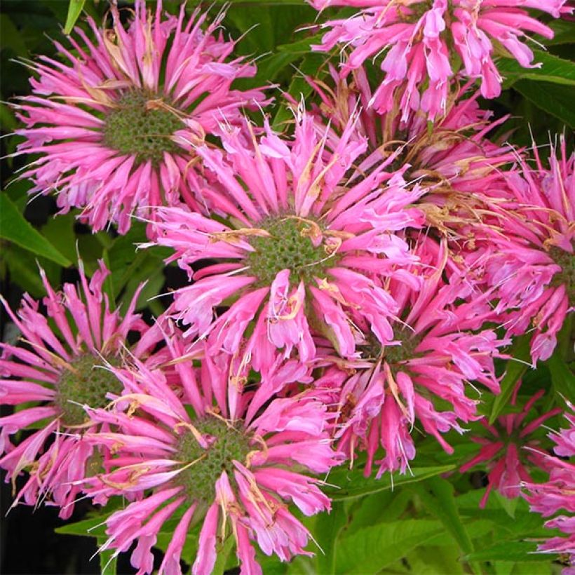 Monarda didyma Pardon My Pink - Goldmelisse (Flowering)
