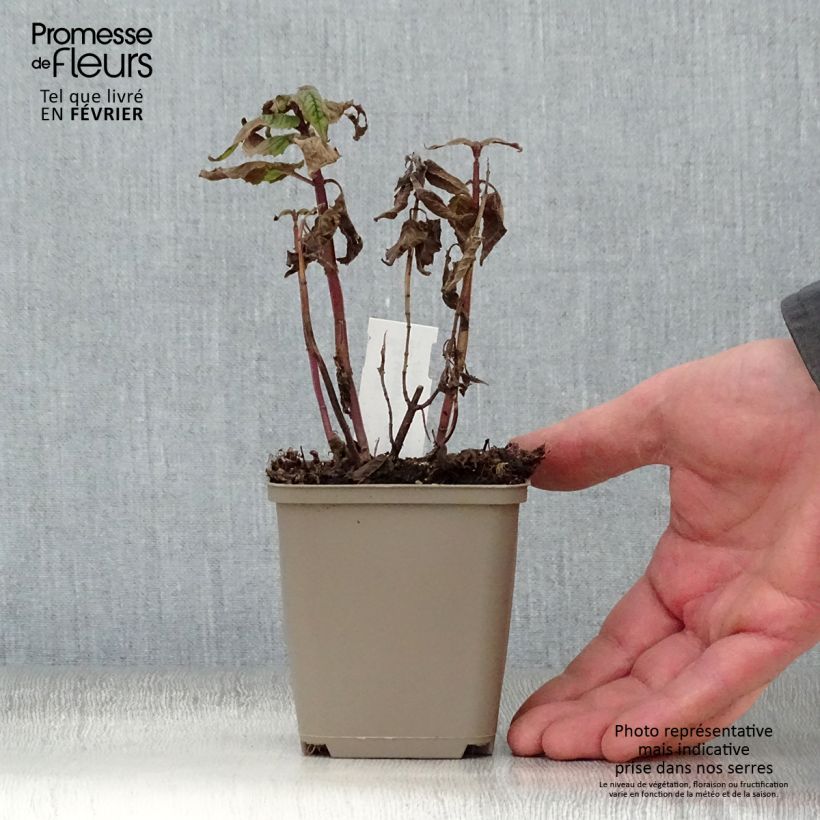 Exemplar von Monarda Petite Delight - Indianernessel Kleine Töpfe von 8/9 cm wie im Winter geliefert