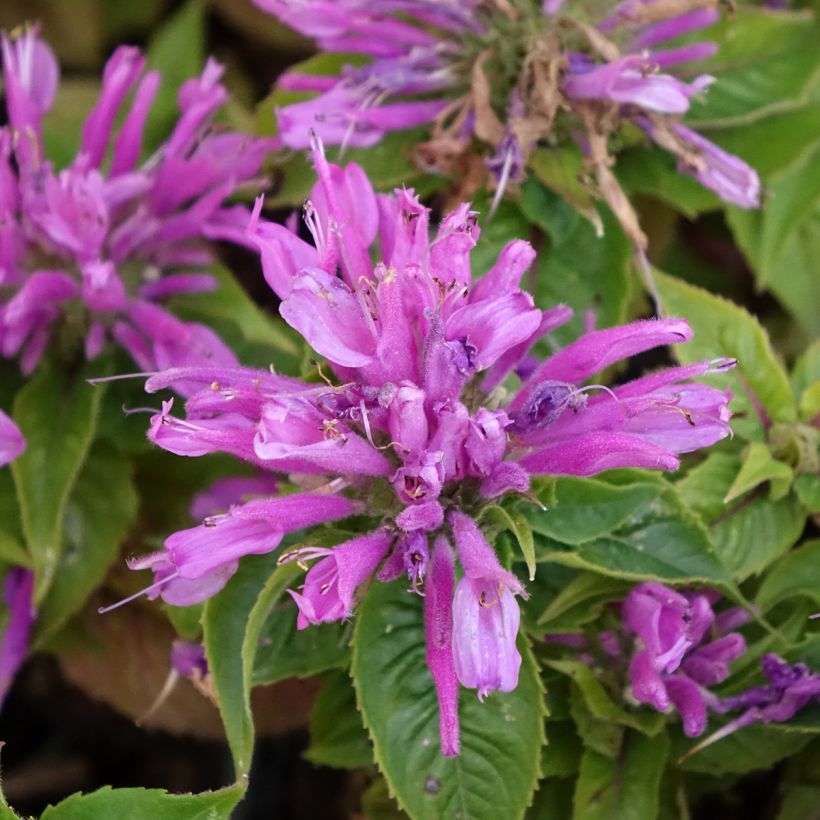 Monarda Petite Delight - Indianernessel (Flowering)