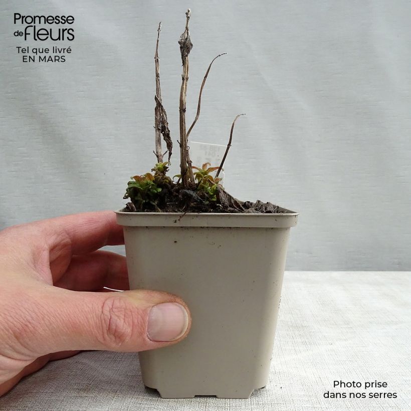 Exemplar von Monarda Pink Lace - Indianernessel Kleine Töpfe von 7/8 cm wie im Frühjahr geliefert