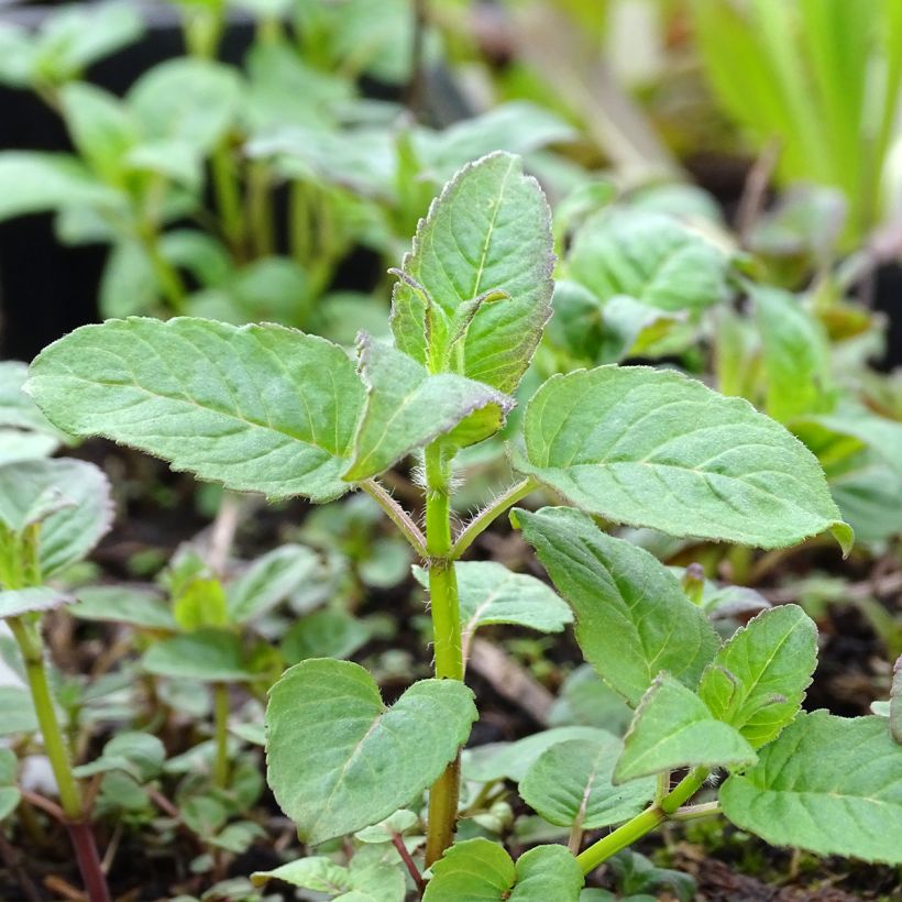 Monarda Prärienacht - Indianernessel (Foliage)