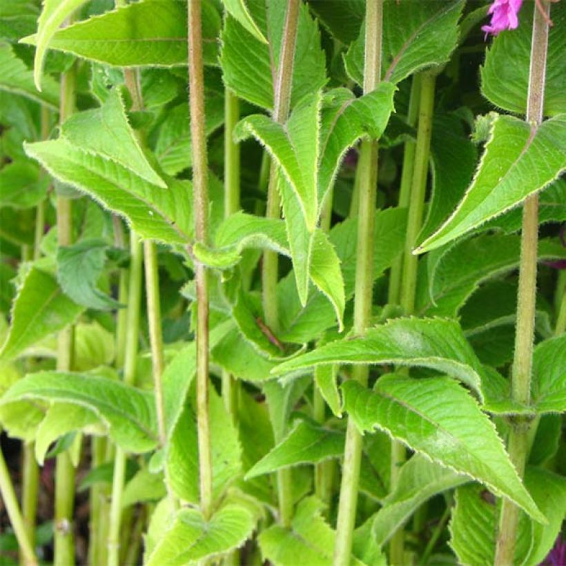 Monarda Purple Lace - Indianernessel (Foliage)