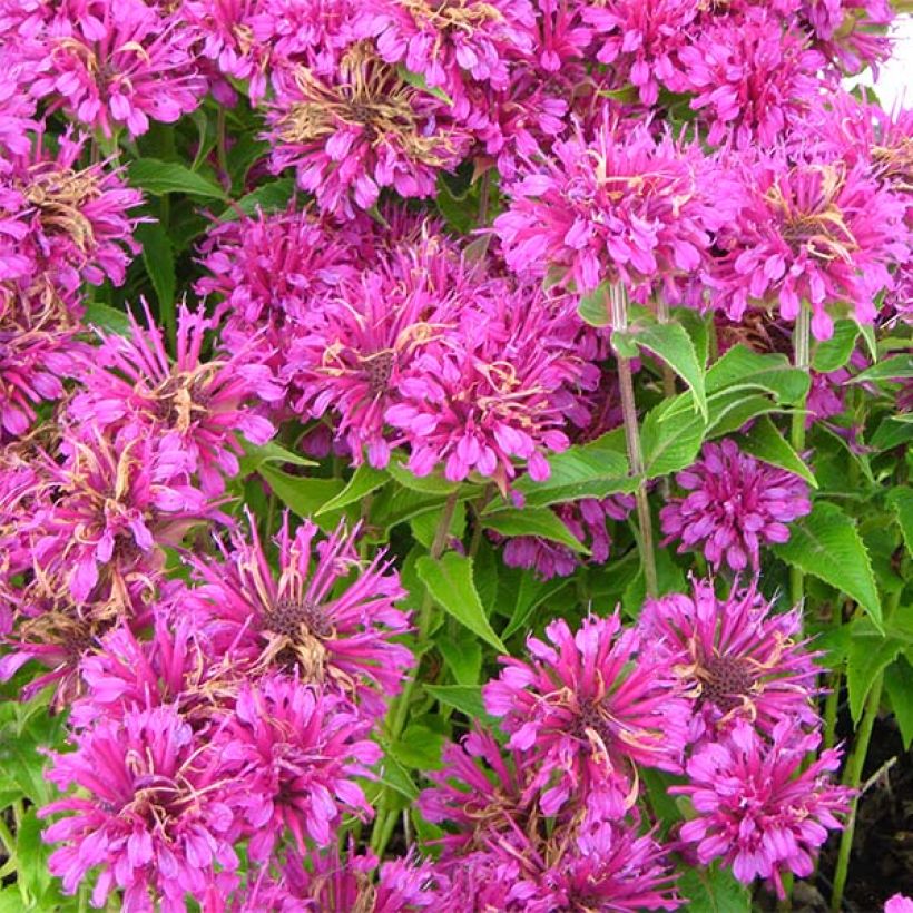 Monarda Purple Lace - Indianernessel (Flowering)