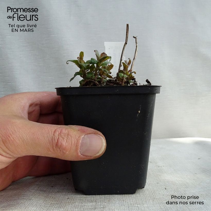 Exemplar von Monarda Purple Lace - Indianernessel Kleine Töpfe von 8/9 cm wie im Winter geliefert