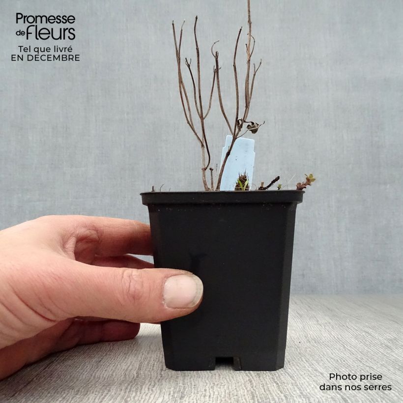 Exemplar von Monarda Schneewittchen - Indianernessel Kleine Töpfe von 8/9 cm wie im Winter geliefert