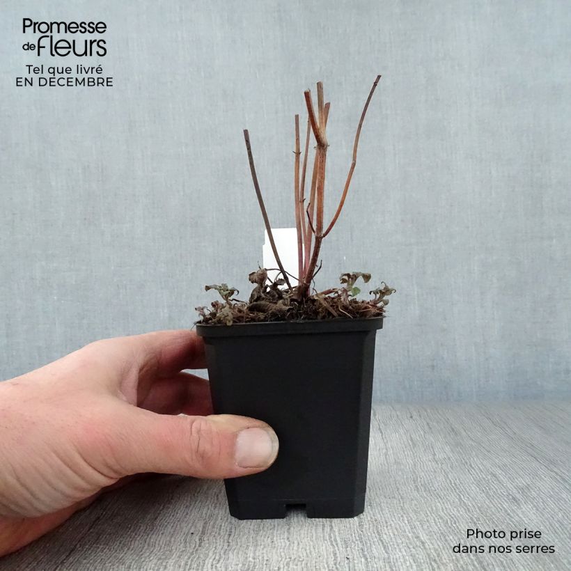 Exemplar von Monarda Scorpion - Indianernessel Kleine Töpfe von 8/9 cm wie im Winter geliefert