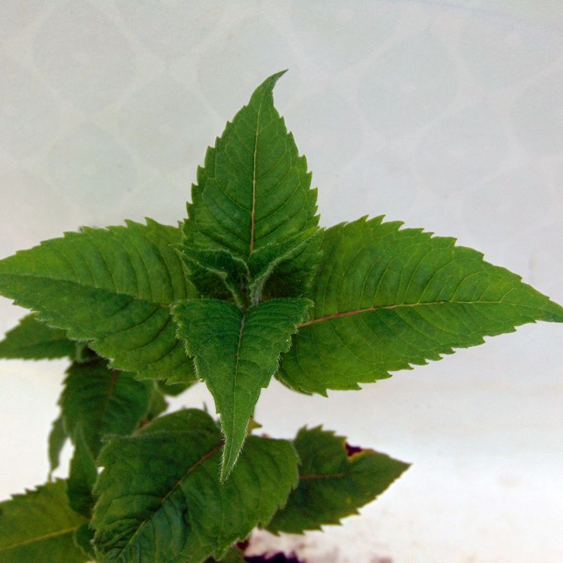 Monarda Squaw - Indianernessel (Foliage)