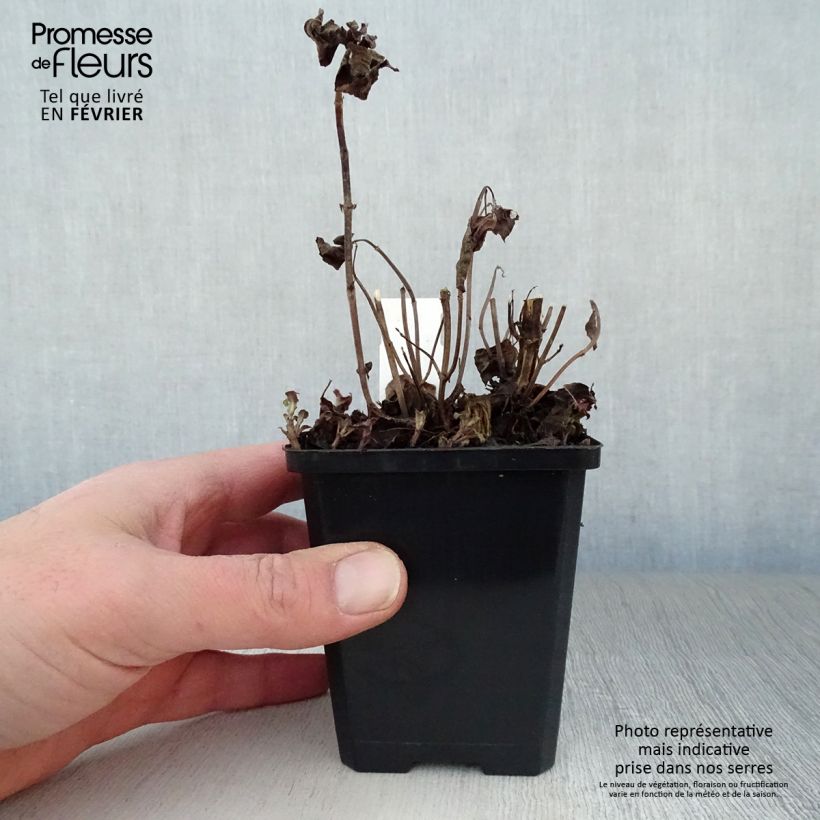 Exemplar von Monarda Squaw - Indianernessel Kleine Töpfe von 8/9 cm wie im Winter geliefert