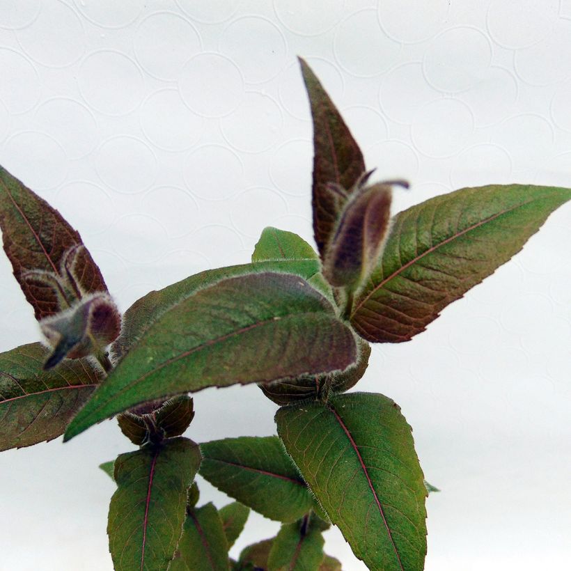 Monarda bradburiana - Indianernessel (Foliage)