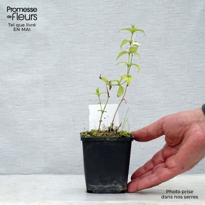 Exemplar von Monarda bradburiana - Indianernessel Kleine Töpfe von 8/9 cm wie im Frühjahr geliefert