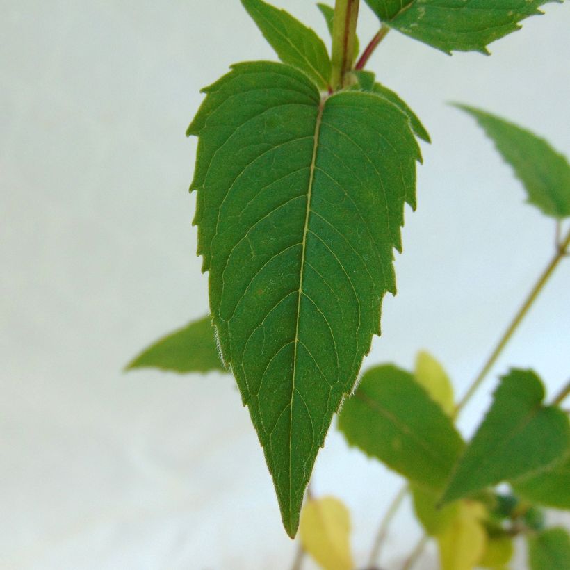 Monarda fistulosa subsp.menthifolia - Indianernessel (Foliage)