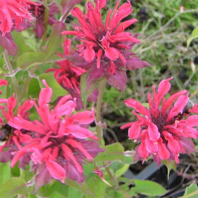 Monarda Gewitterwolke - Indianernessel (Flowering)