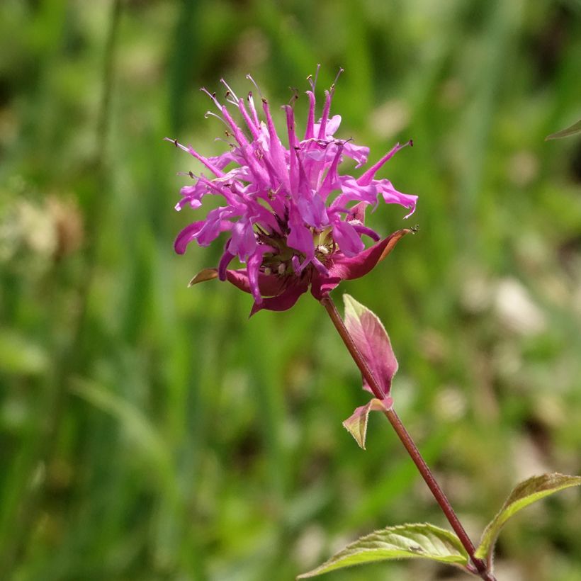 Monarda fistulosa subsp.menthifolia - Indianernessel (Blüte)