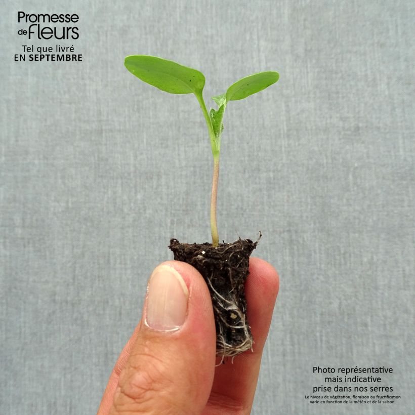 Example of Silberblatt - Lunaria annua Mini-Plug Ø 1,5/2,5 cm as you get in automne