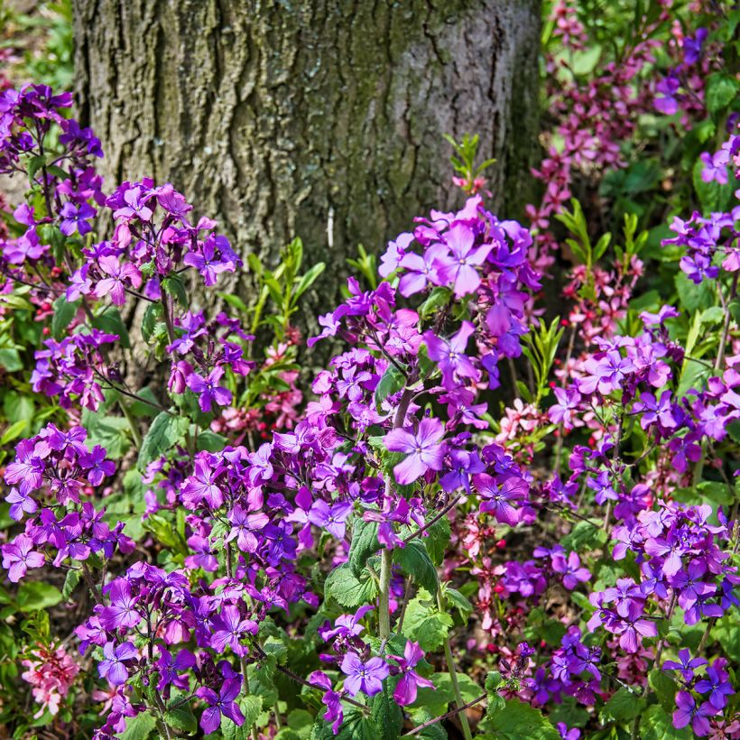 Silberblatt - Lunaria annua (Plant habit)