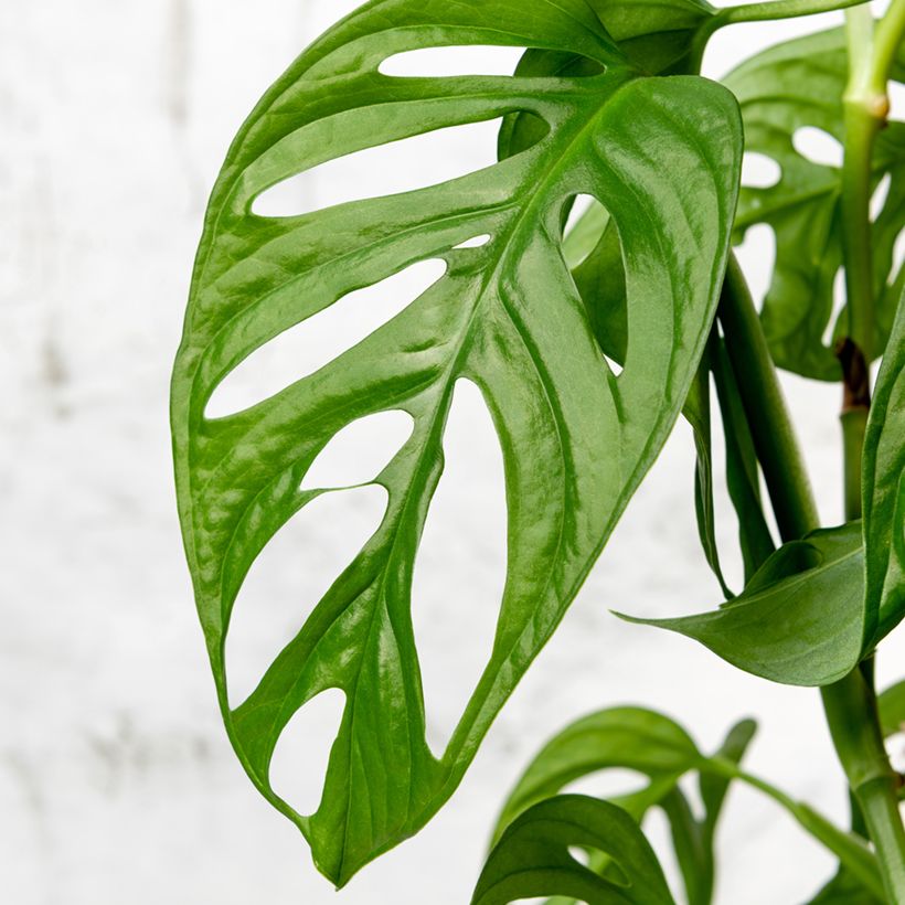 Monstera adansonii - Fensterblatt (Foliage)